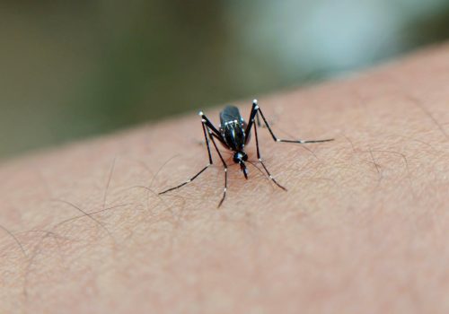 Impact of extreme weather on dengue fever infection in four Asian countries: A modelling analysis